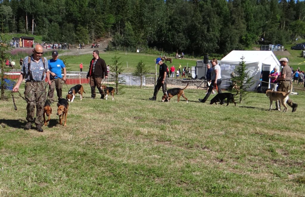 Rasparaden med stövare, 2 schillerstövare, 2 finska stövare, hamiltonstövare, slovensk kopov samt rysk stövare 